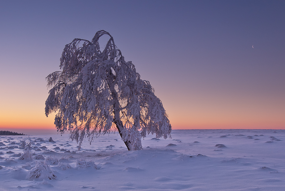 Wintermorgen