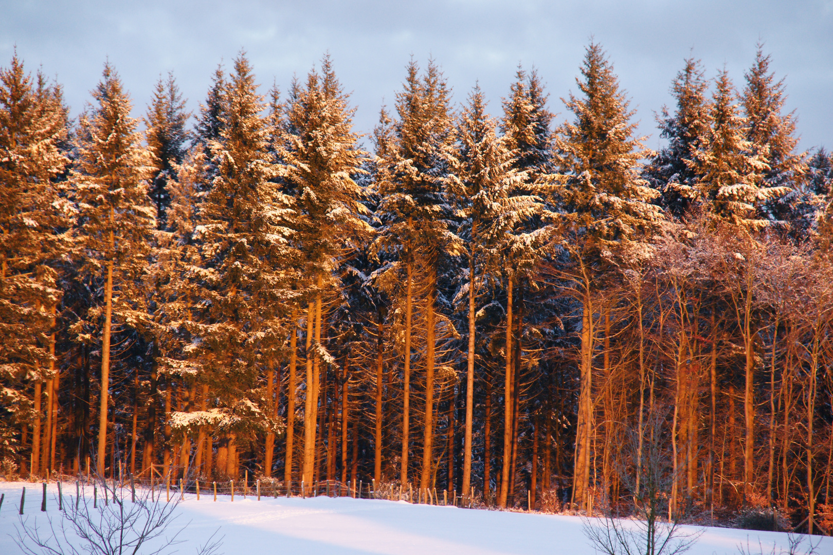 Wintermorgen