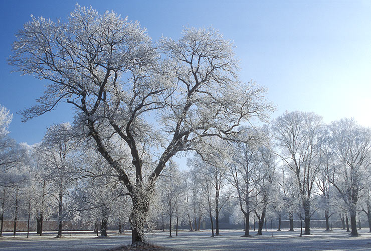 Wintermorgen