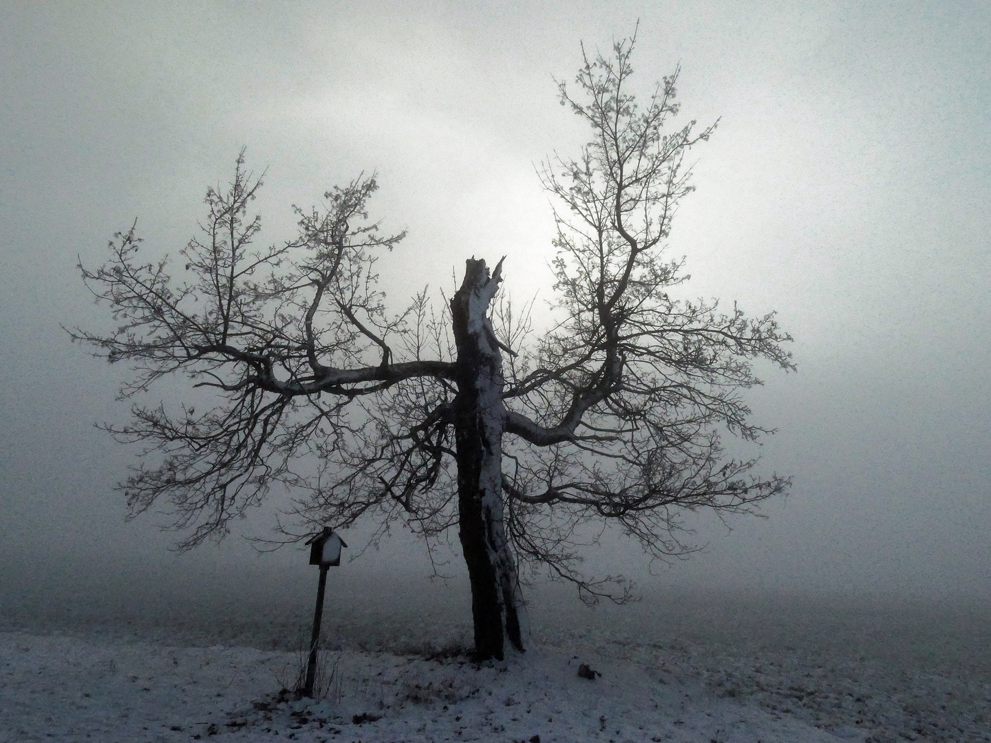 Wintermorgen am Rennsteig