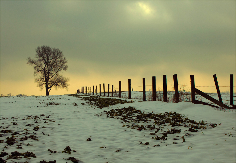 - Wintermorgen an der Koppel -