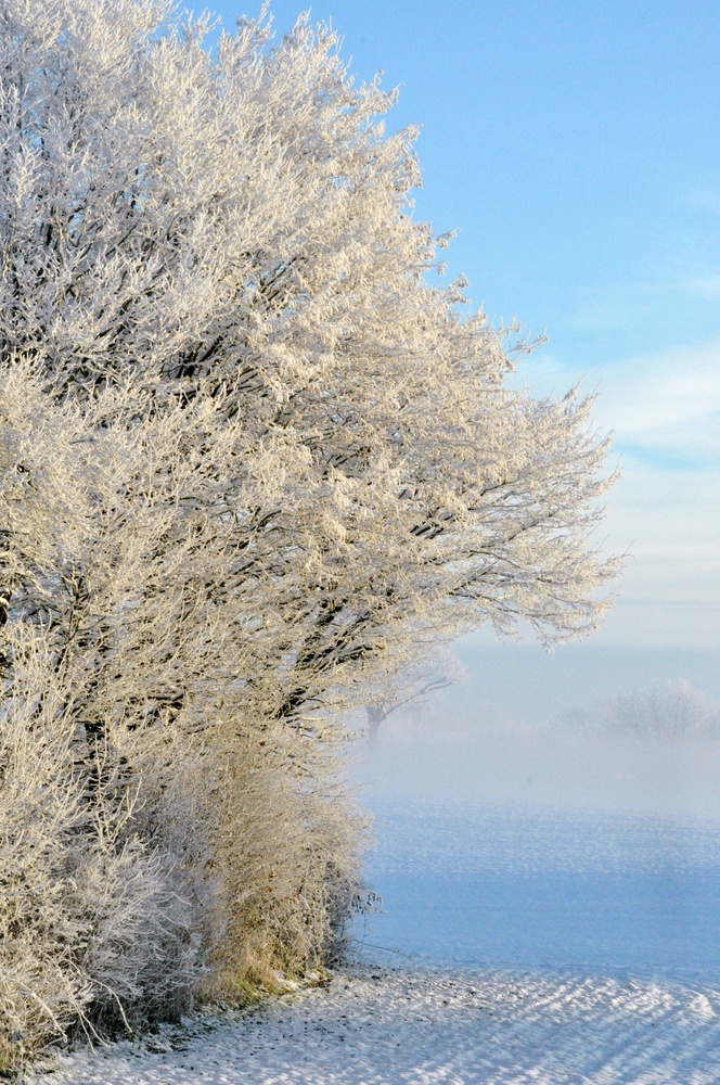 Wintermorgen