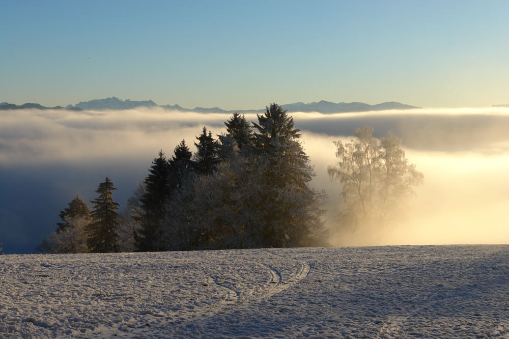 Wintermorgen