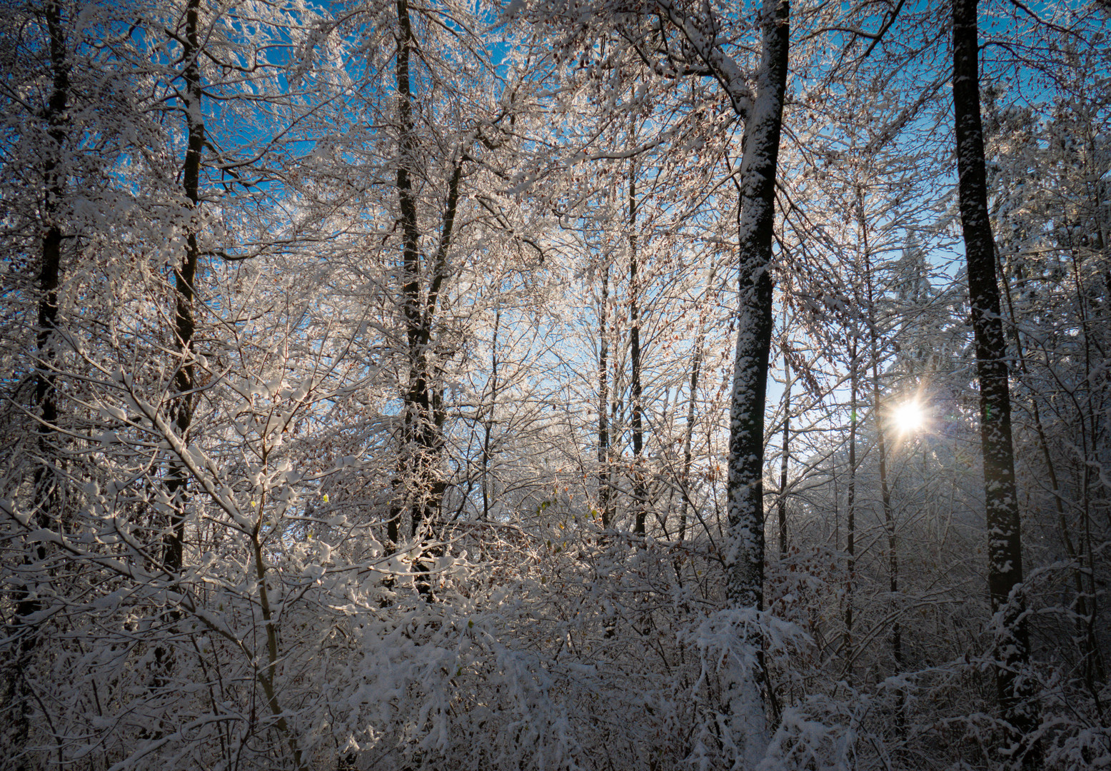 Wintermorgen