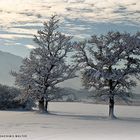 Wintermorgen