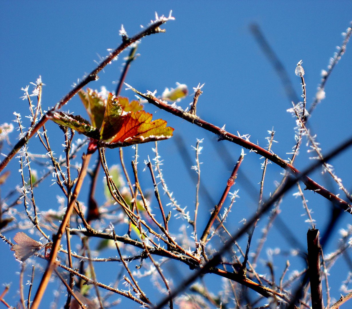 Wintermorgen