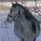 Wintermorgen