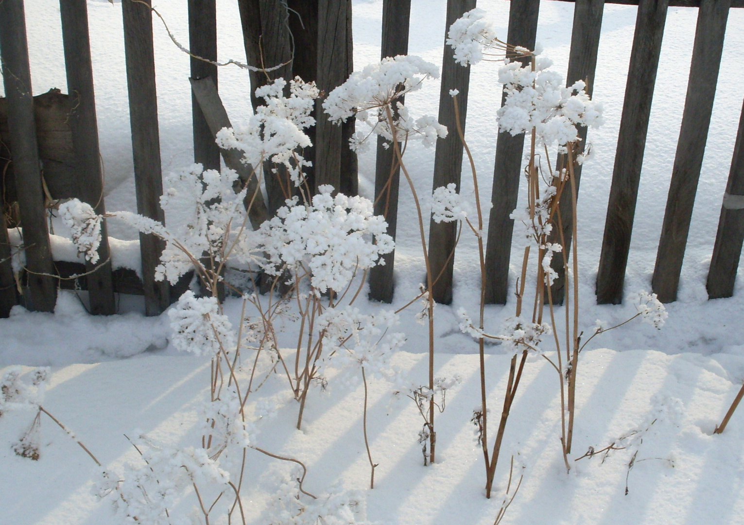 Wintermorgen