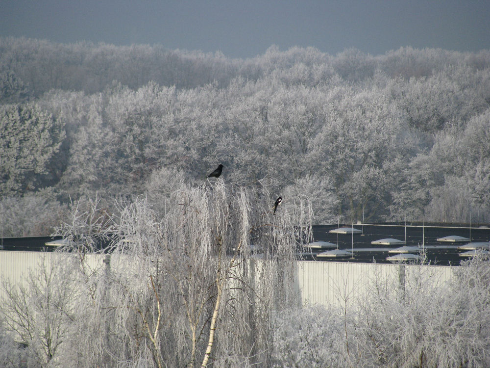 Wintermorgen....