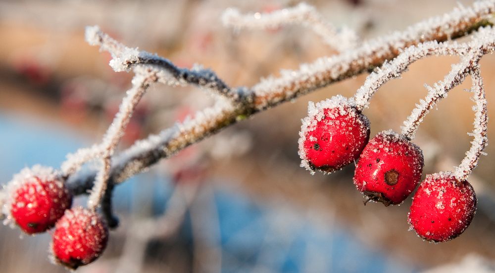 Wintermorgen II