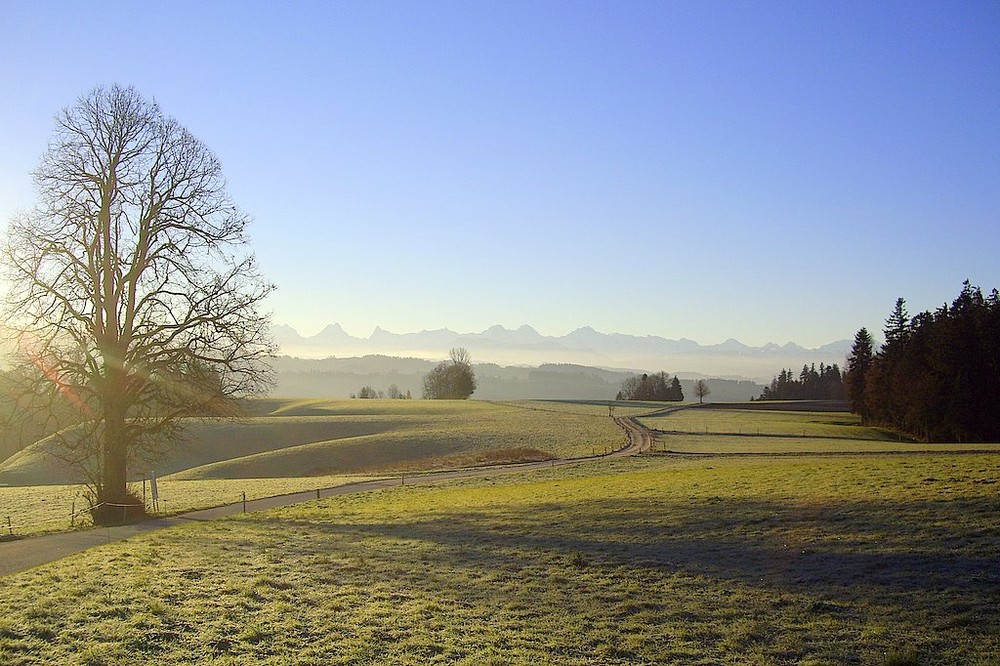 Wintermorgen im Bühlfeld