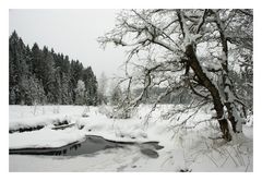 Wintermorgen im Fichtelsee-Hochmoor