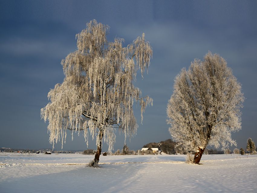 Wintermorgen im Haarmoos