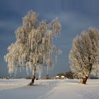 Wintermorgen im Haarmoos