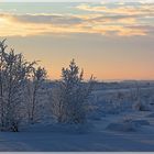 Wintermorgen im Moor