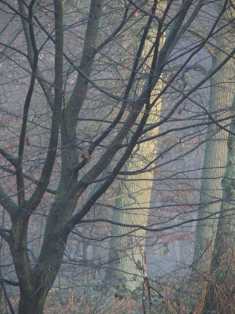 Wintermorgen im Wald