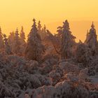 Wintermorgen in den Latschen