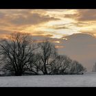 Wintermorgen in den Mainauen II