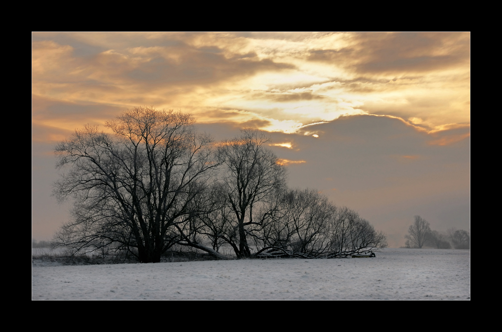 Wintermorgen in den Mainauen II