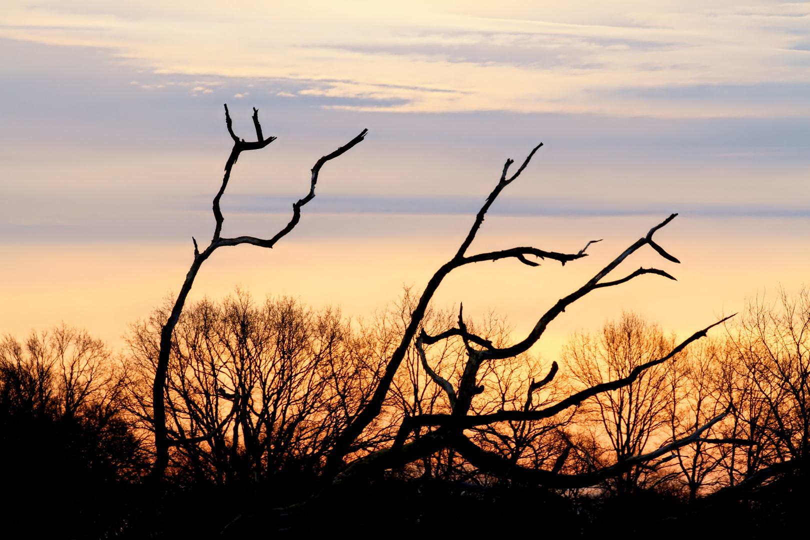 Wintermorgen in den Wiesen