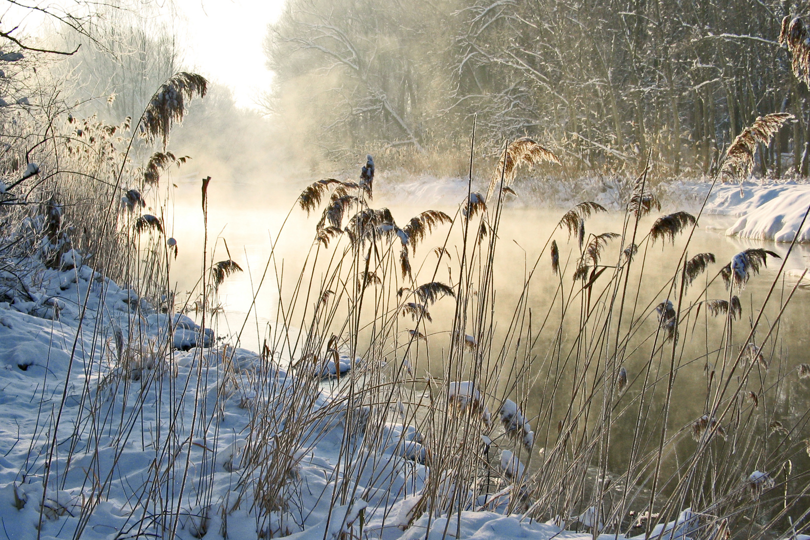 Wintermorgen in der Au