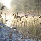 Wintermorgen in der Au