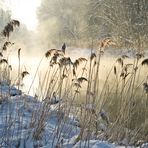 Wintermorgen in der Au