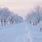 Wintermorgen in der Börde