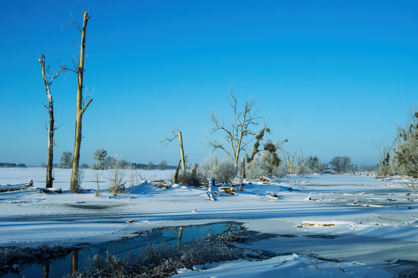 Wintermorgen in der Elbaue