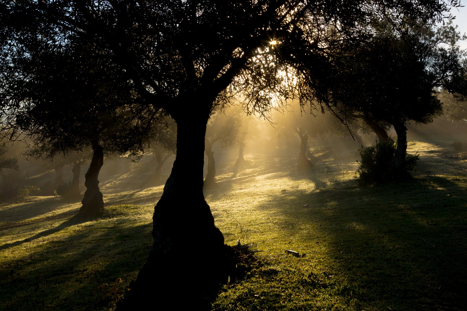 Wintermorgen in der Extremadura