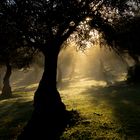 Wintermorgen in der Extremadura