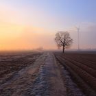 Wintermorgen in der Pfalz (2)