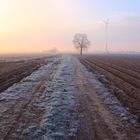 Wintermorgen in der Pfalz