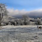 - Wintermorgen in Eußerthal - 