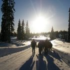 Wintermorgen in Norwegen