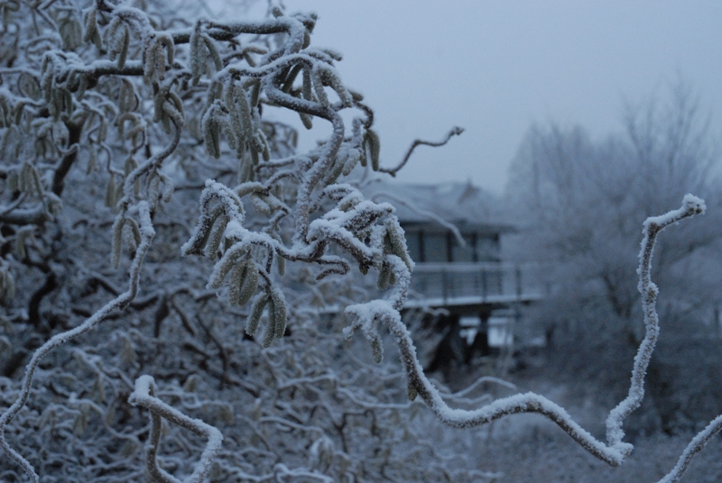 Wintermorgen in Planten un Blomen 1