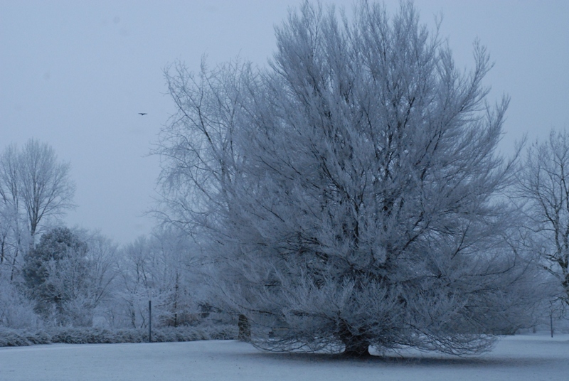 Wintermorgen in Planten un Blomen 2