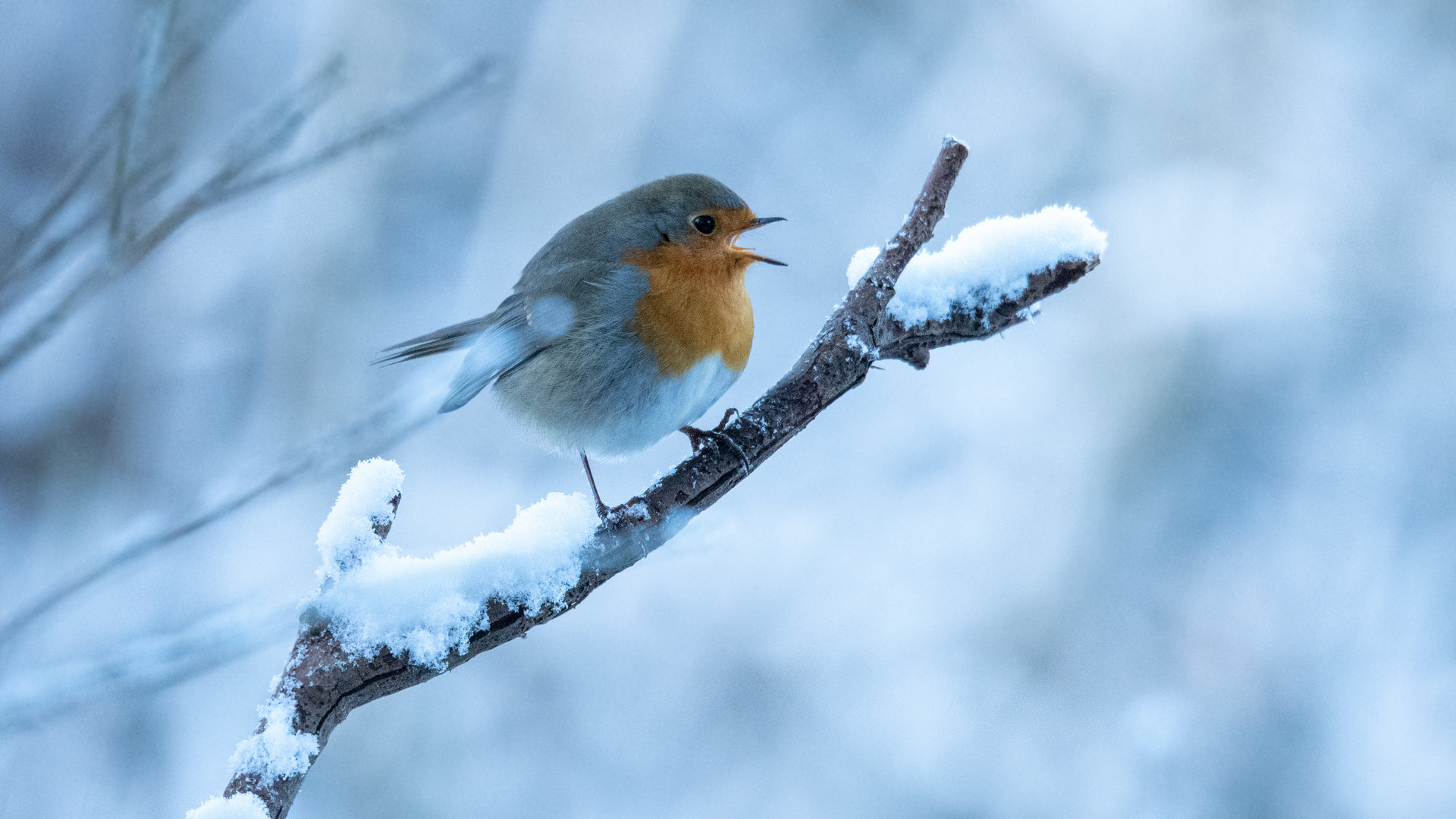 Wintermorgen mit Rotkehlchen