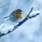 Wintermorgen mit Rotkehlchen