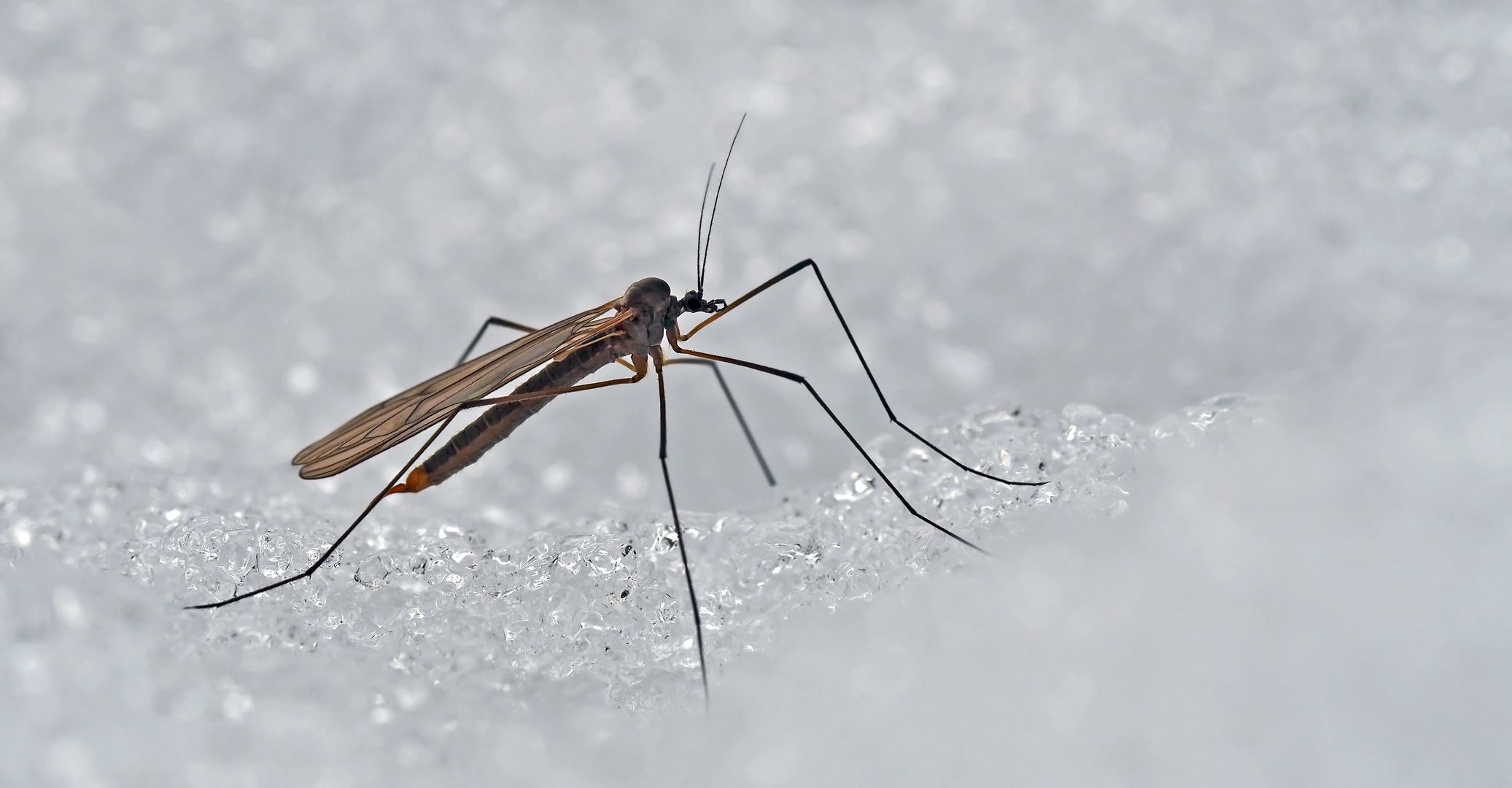 Wintermücke (Familie Trichoceridae)* - Des Trichocéridés qui vivent dans la neige...