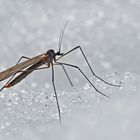 Wintermücke (Familie Trichoceridae)* - Des Trichocéridés qui vivent dans la neige...