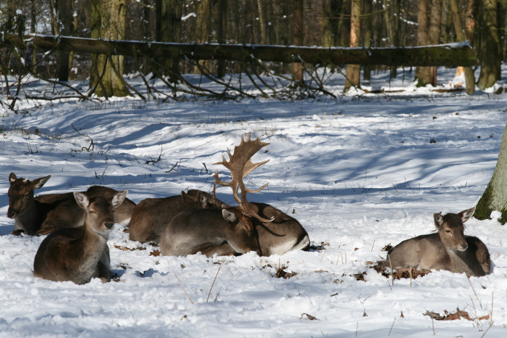 Wintermüde