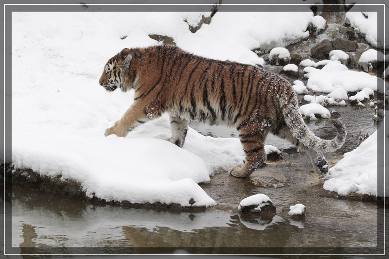 Winternachlese 1, Amurtiger im Leipziger Zoo