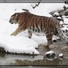 Winternachlese 1, Amurtiger im Leipziger Zoo