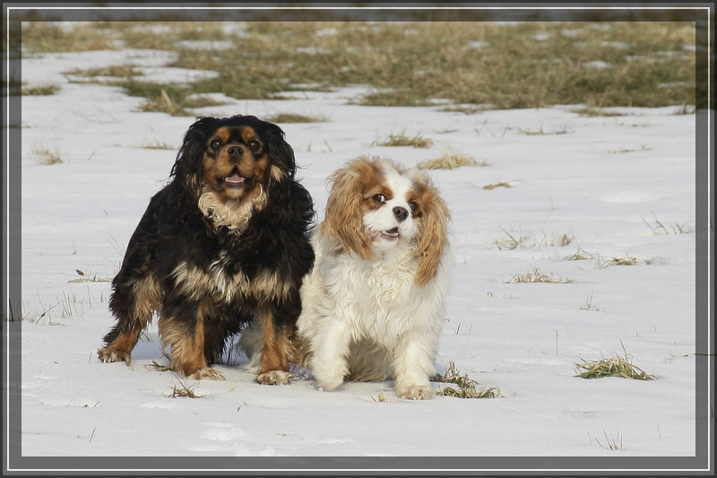 Winternachlese 10, meine beiden Chefs, Lotte & Lene