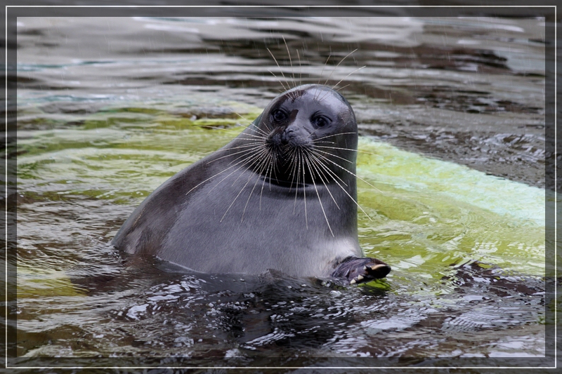 Winternachlese 2, Baikalringelrobbe im Leipziger Zoo