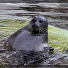 Winternachlese 2, Baikalringelrobbe im Leipziger Zoo