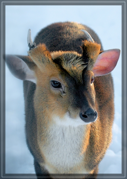 Winternachlese 2, Zwergmuntik im Leipziger Zoo