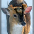 Winternachlese 2, Zwergmuntik im Leipziger Zoo