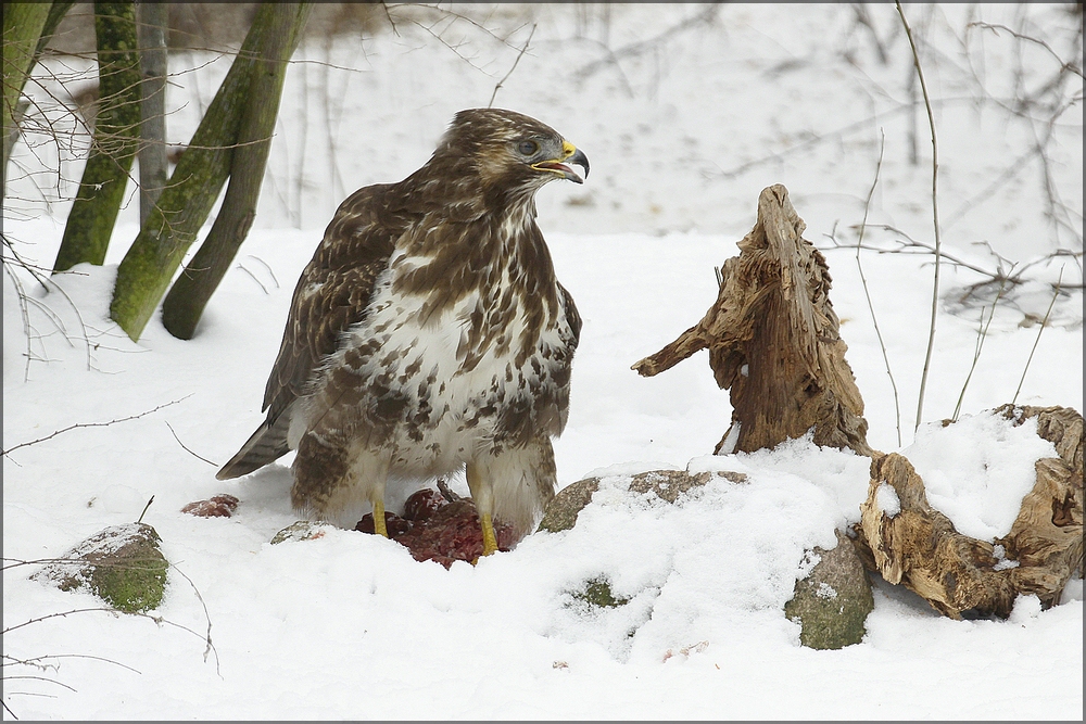 Winternachlese 5, Mäusebussard